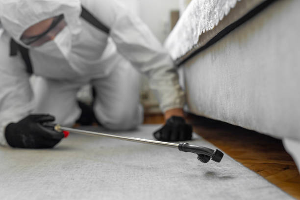 Professional Bed Bug Control technician working in Louisville, IL