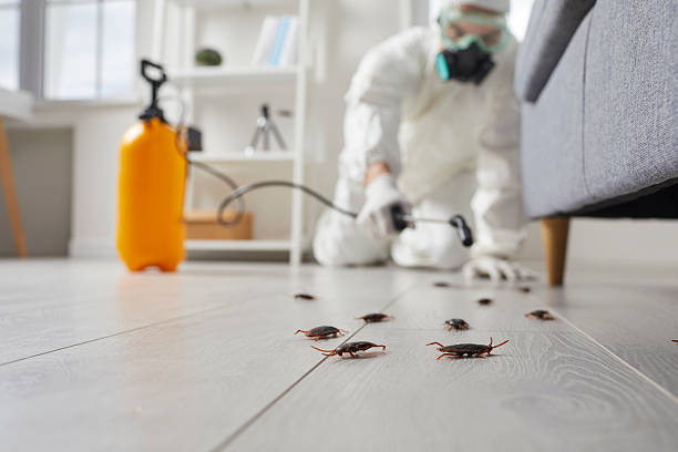 Trusted Termite Control service in Louisville, IL - Nex Pest Control